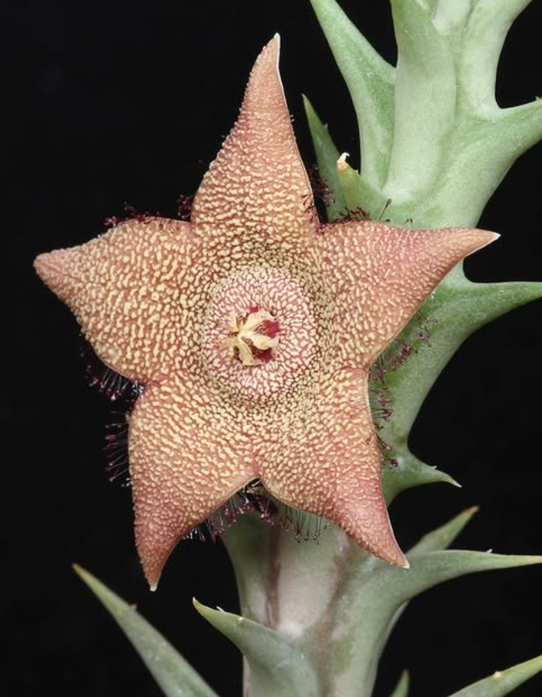 Orbea Tapscottii 5 Pieces Seeds