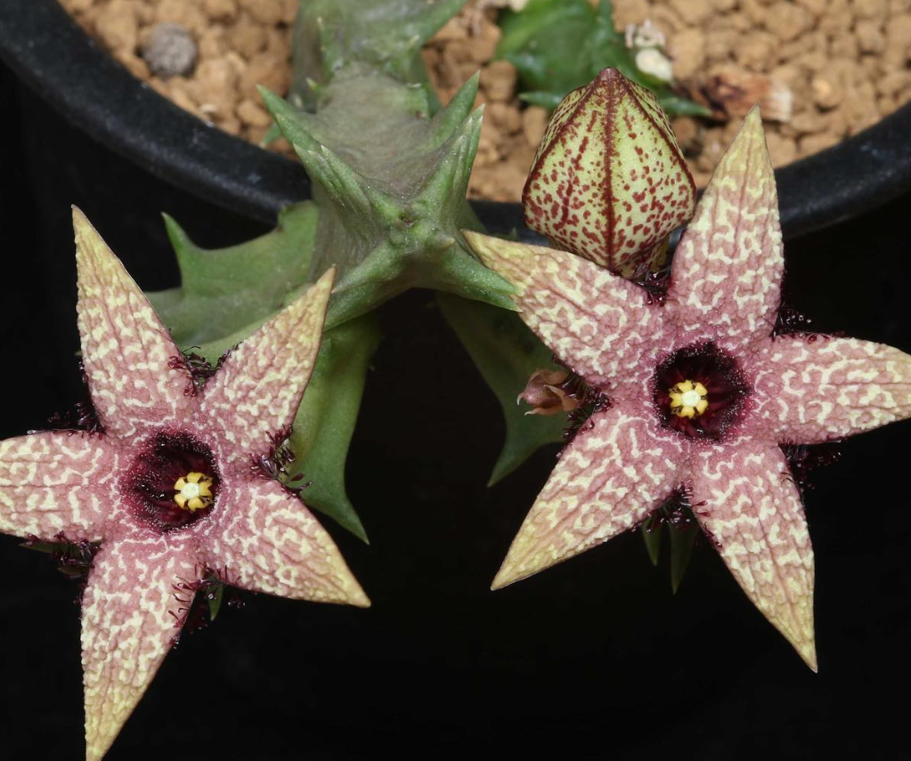 Orbea gerstneri ssp. elongata 5 Pieces Seeds