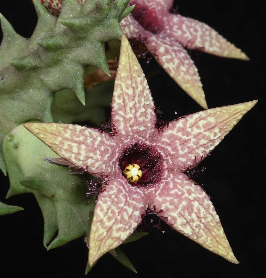 Orbea gerstneri ssp. elongata 5 Pieces Seeds
