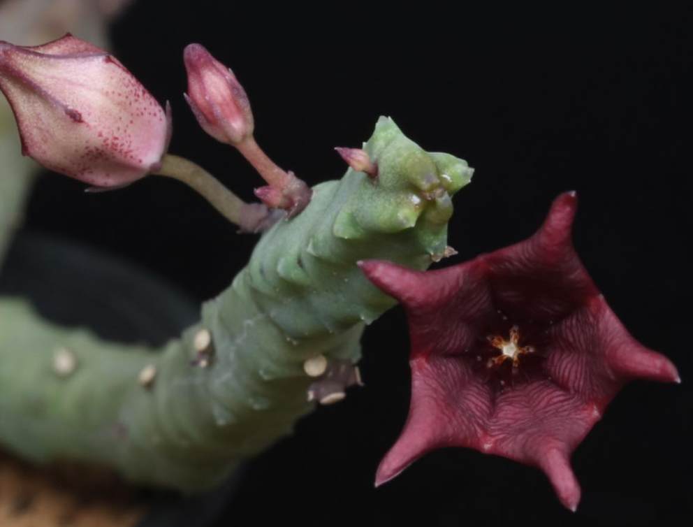 Tromotriche baylissii 6 Pieces Seeds