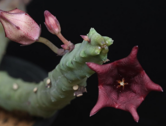 Tromotriche baylissii 6 Pieces Seeds
