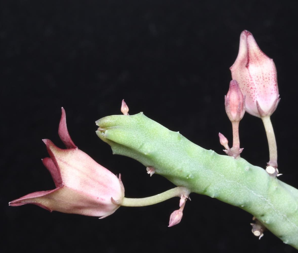 Tromotriche baylissii 6 Pieces Seeds