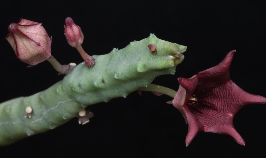 Tromotriche baylissii 6 Pieces Seeds