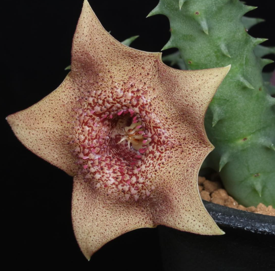 Huernia praestans 5 Pieces Seeds