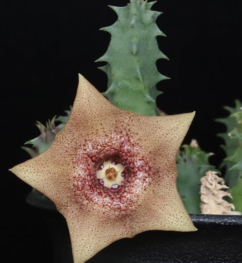 Huernia praestans 5 Pieces Seeds