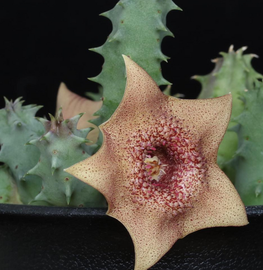 Huernia praestans 5 Pieces Seeds