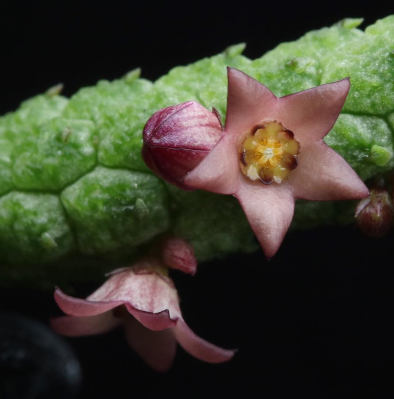Echidnopsis leachii 5 Pieces Seeds