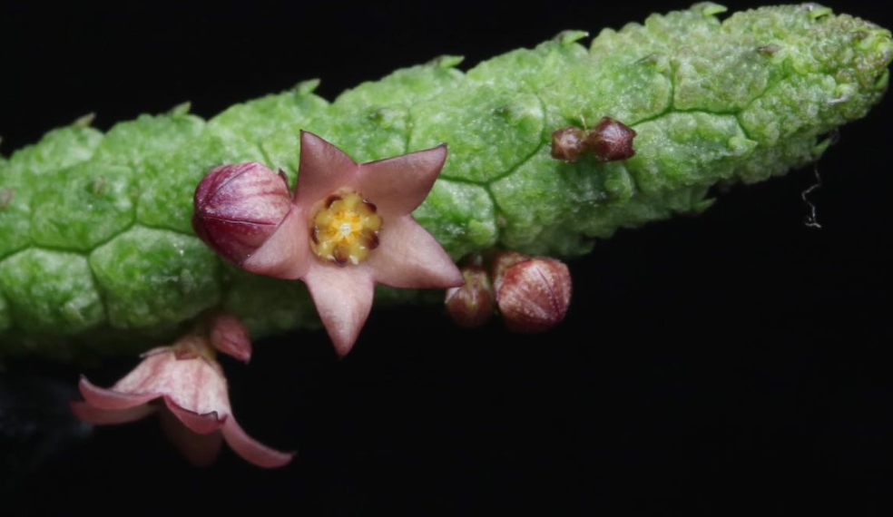 Echidnopsis leachii 5 Pieces Seeds