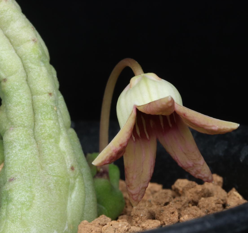 Tromotriche umdausensis 5 Pieces Seeds