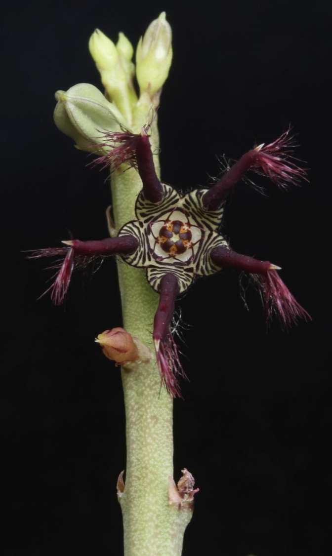 Caralluma adscendens var. fimbriata 5 Pieces Seeds