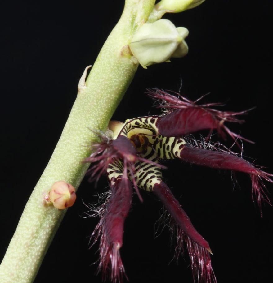 Caralluma adscendens var. fimbriata 5 Pieces Seeds