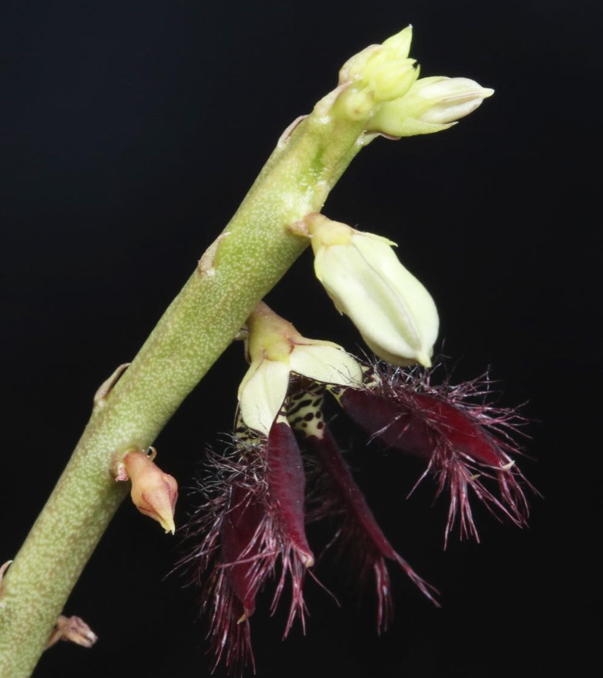 Caralluma adscendens var. fimbriata 5 Pieces Seeds