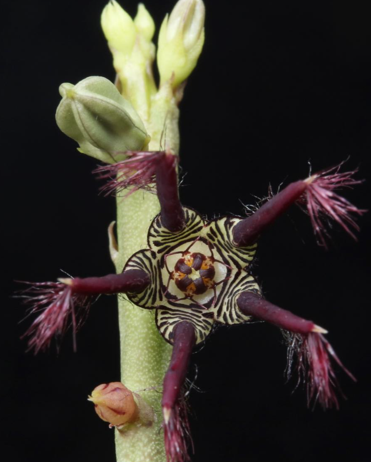 Caralluma adscendens var. fimbriata 5 Pieces Seeds