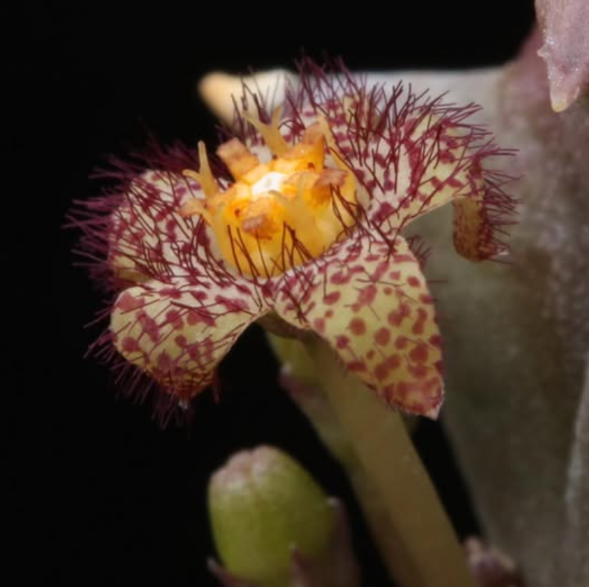 Quaqua arida 5 Pieces Seeds