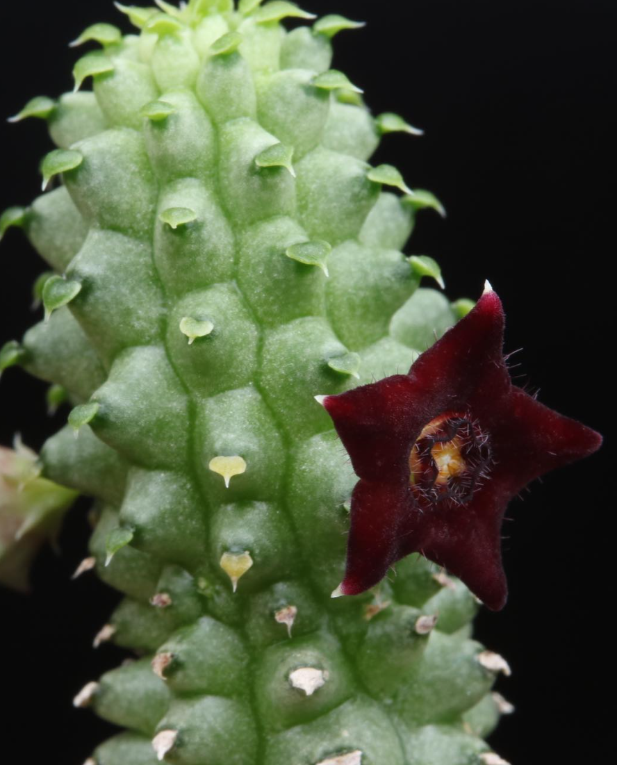 Echidnopsis sharpei ssp. ciliata 5 Pieces Seeds