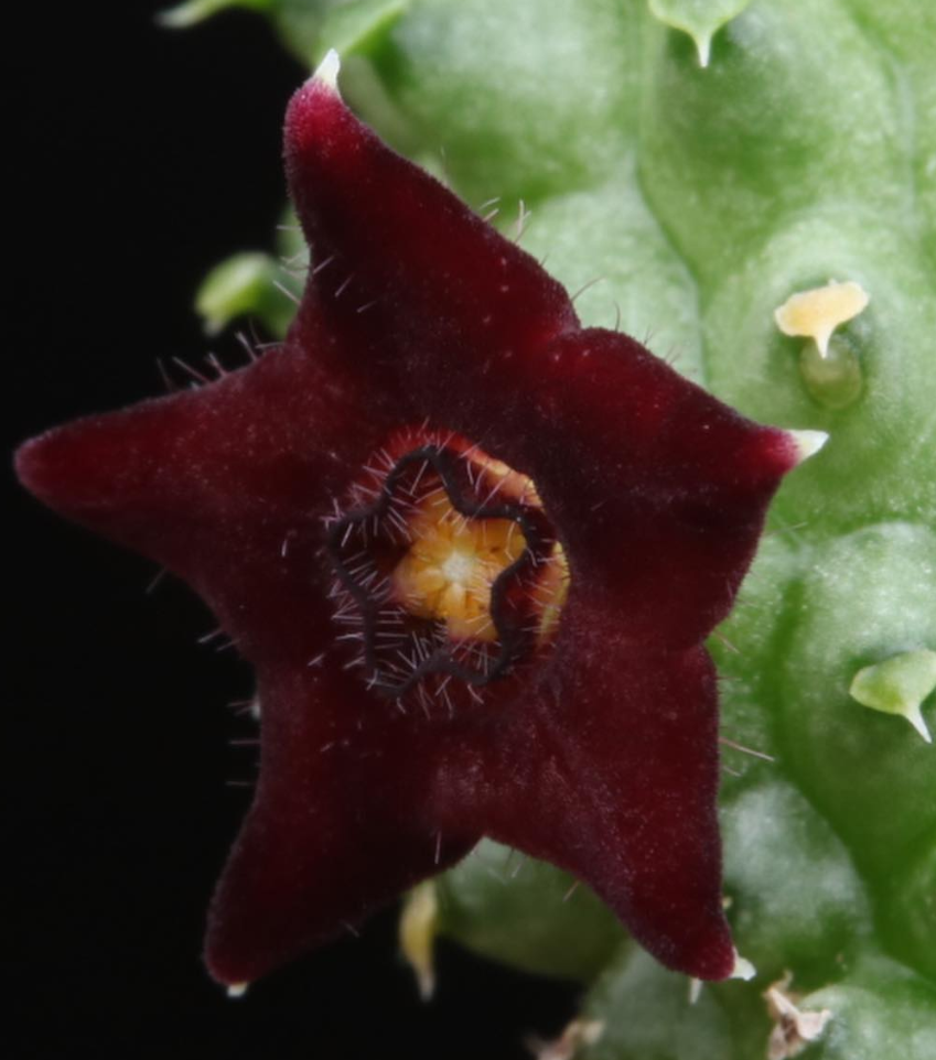 Echidnopsis sharpei ssp. ciliata 5 Pieces Seeds