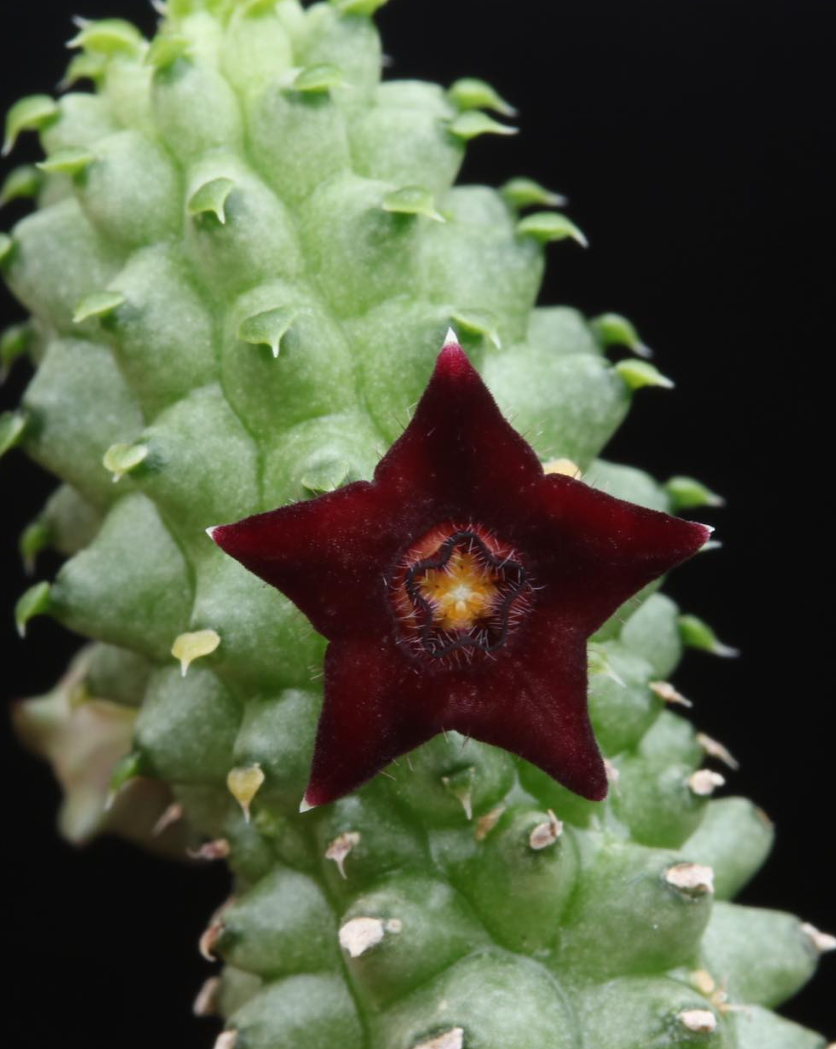 Echidnopsis sharpei ssp. ciliata 5 Pieces Seeds