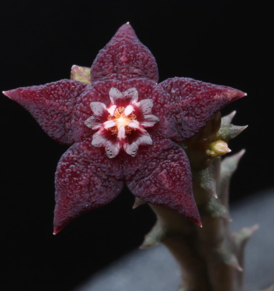 Orbea ubomboensis 5 Pieces Seeds