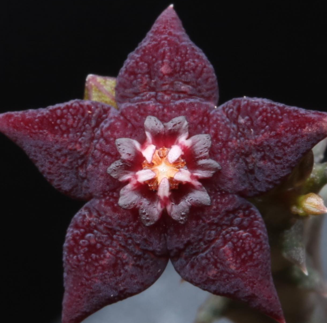 Orbea ubomboensis 5 Pieces Seeds