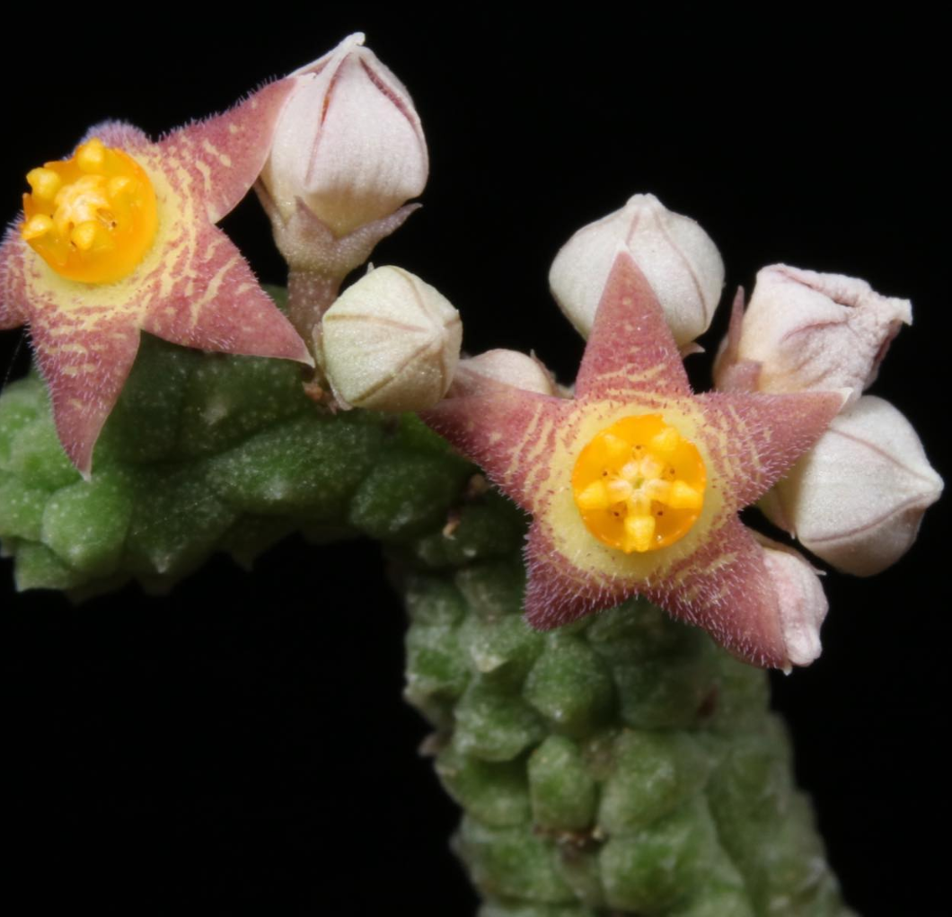 Notechidnopsis tessellata 5 Pieces Seeds
