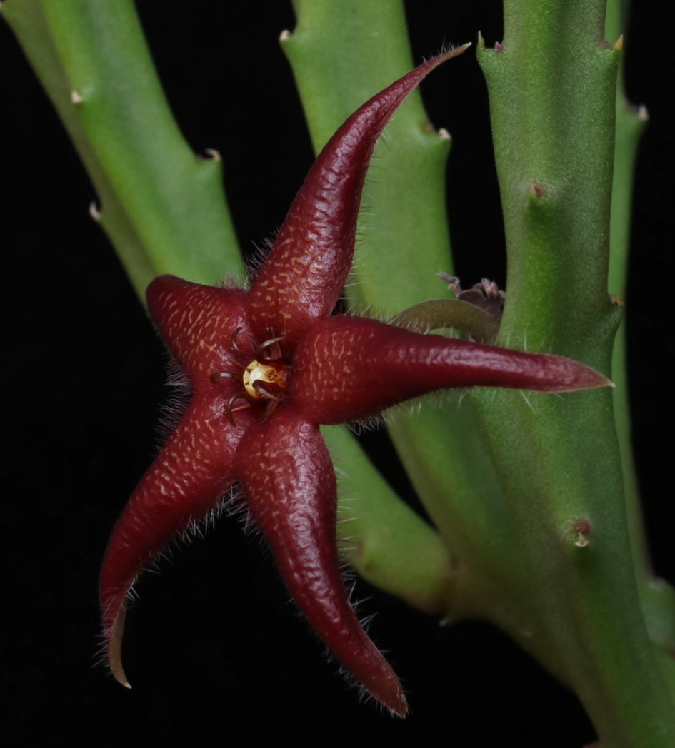 Stapelia hirsuta var. baylissii 5 Pieces Seeds
