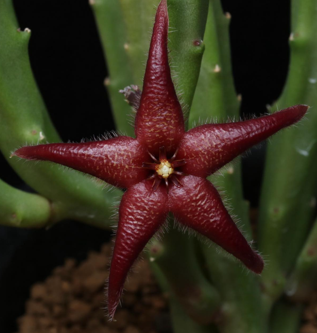 Stapelia hirsuta var. baylissii 5 Pieces Seeds