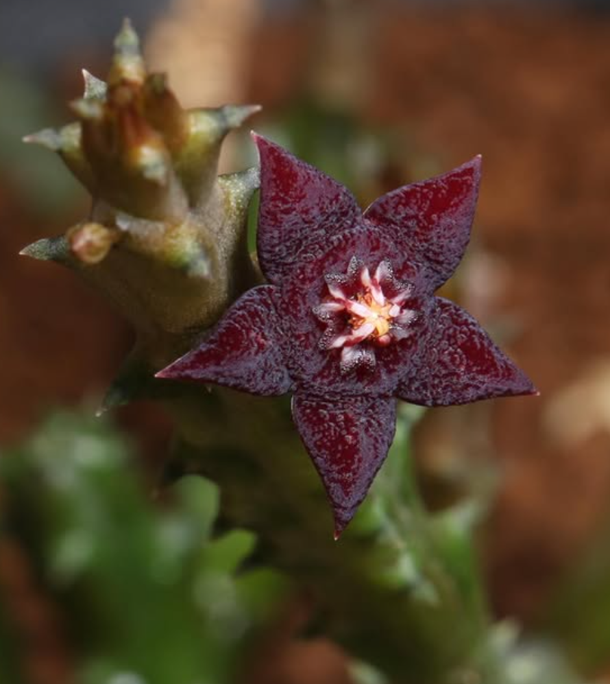Orbea ubomboensis 5 Pieces Seeds