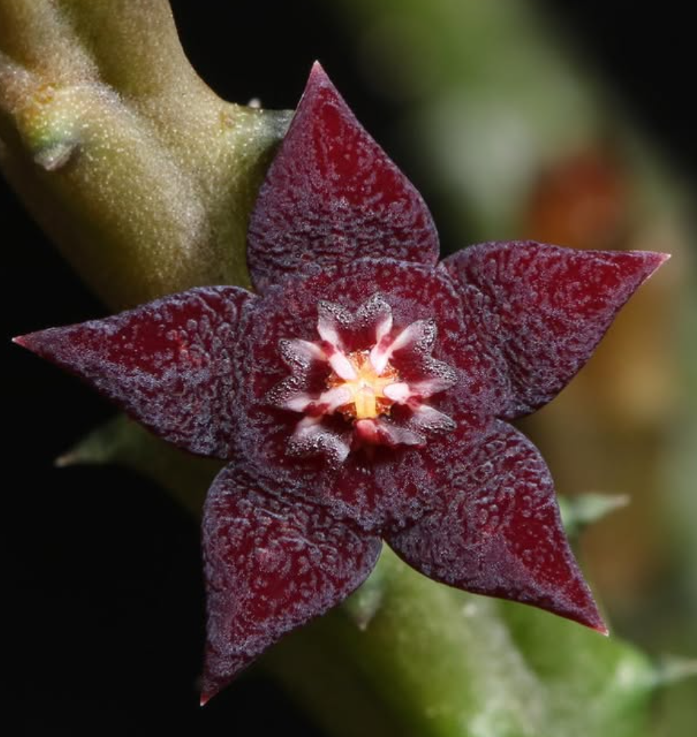 Orbea ubomboensis 5 Pieces Seeds