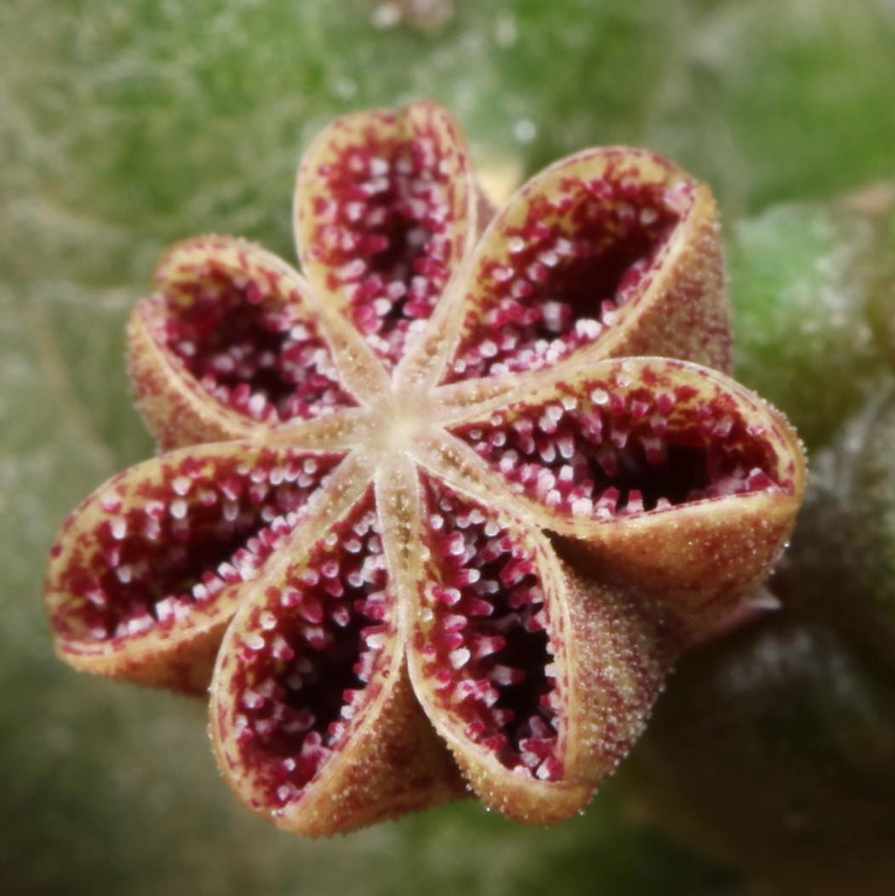 Pectinaria articulata ssp. articulata 5 Pieces Seeds