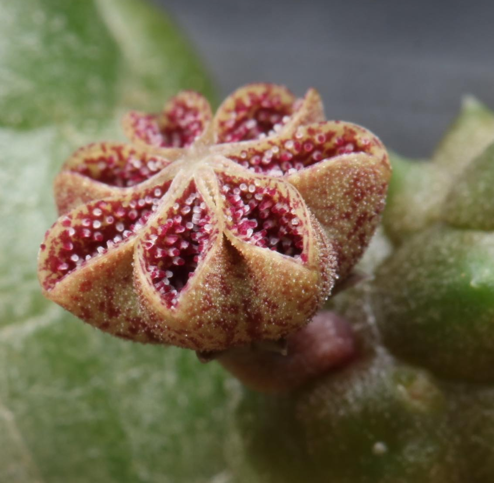 Pectinaria articulata ssp. articulata 5 Pieces Seeds