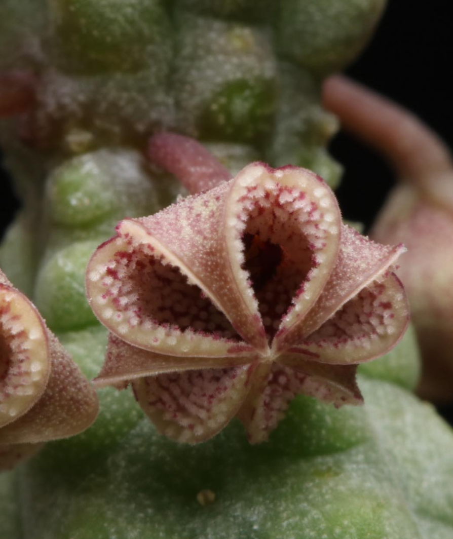 Pectinaria articulata ssp. asperiflora 5 Pieces Seeds