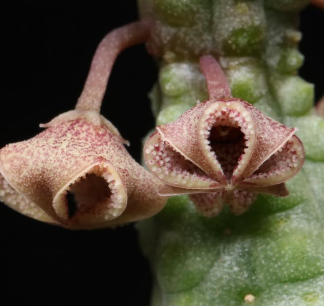 Pectinaria articulata ssp. asperiflora 5 Pieces Seeds