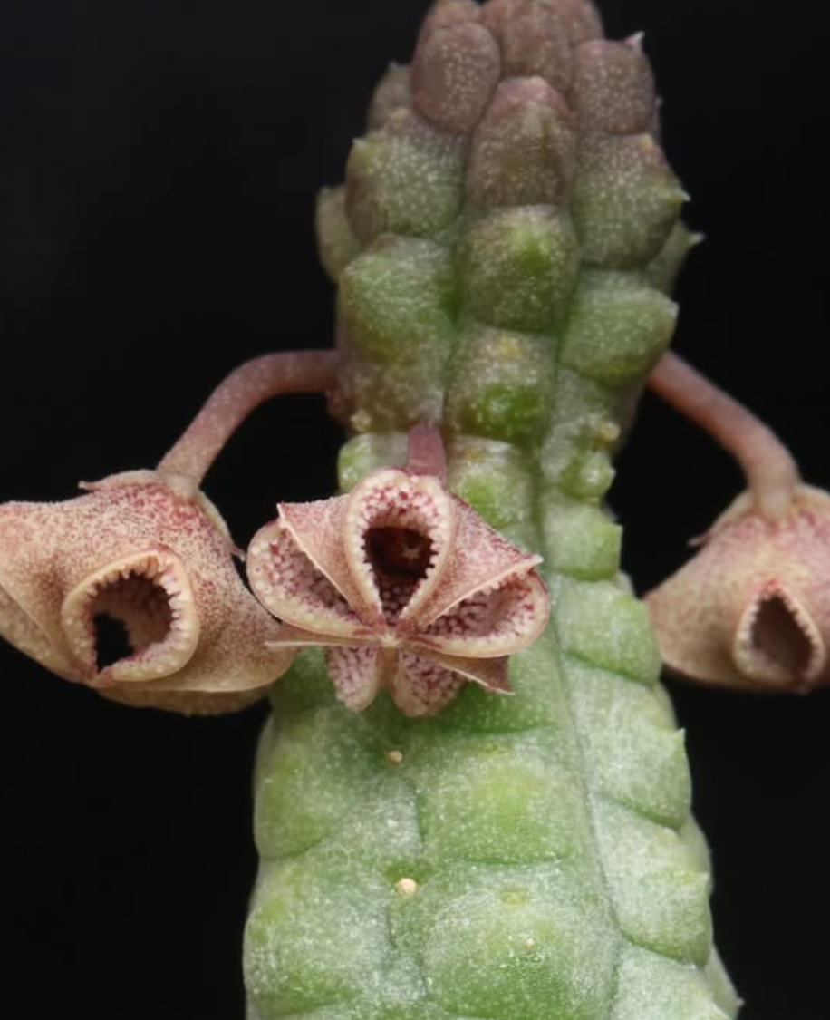 Pectinaria articulata ssp. asperiflora 5 Pieces Seeds