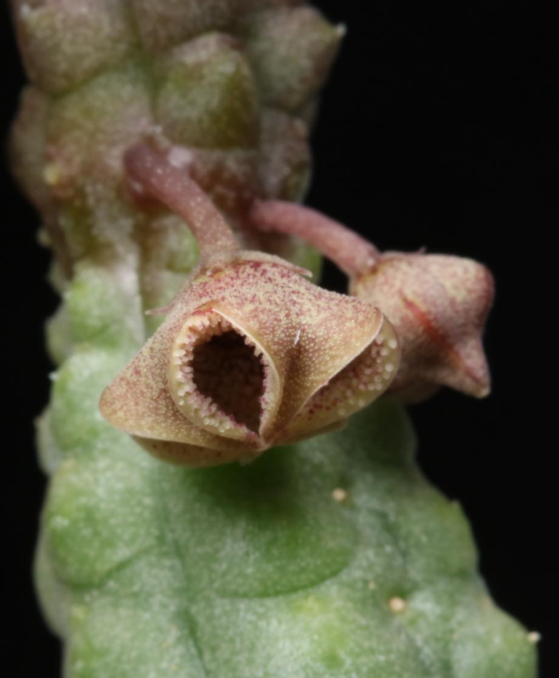 Pectinaria articulata ssp. asperiflora 5 Pieces Seeds