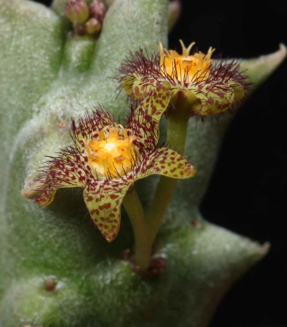 Quaqua arida Yellow form 5 Pieces Seeds