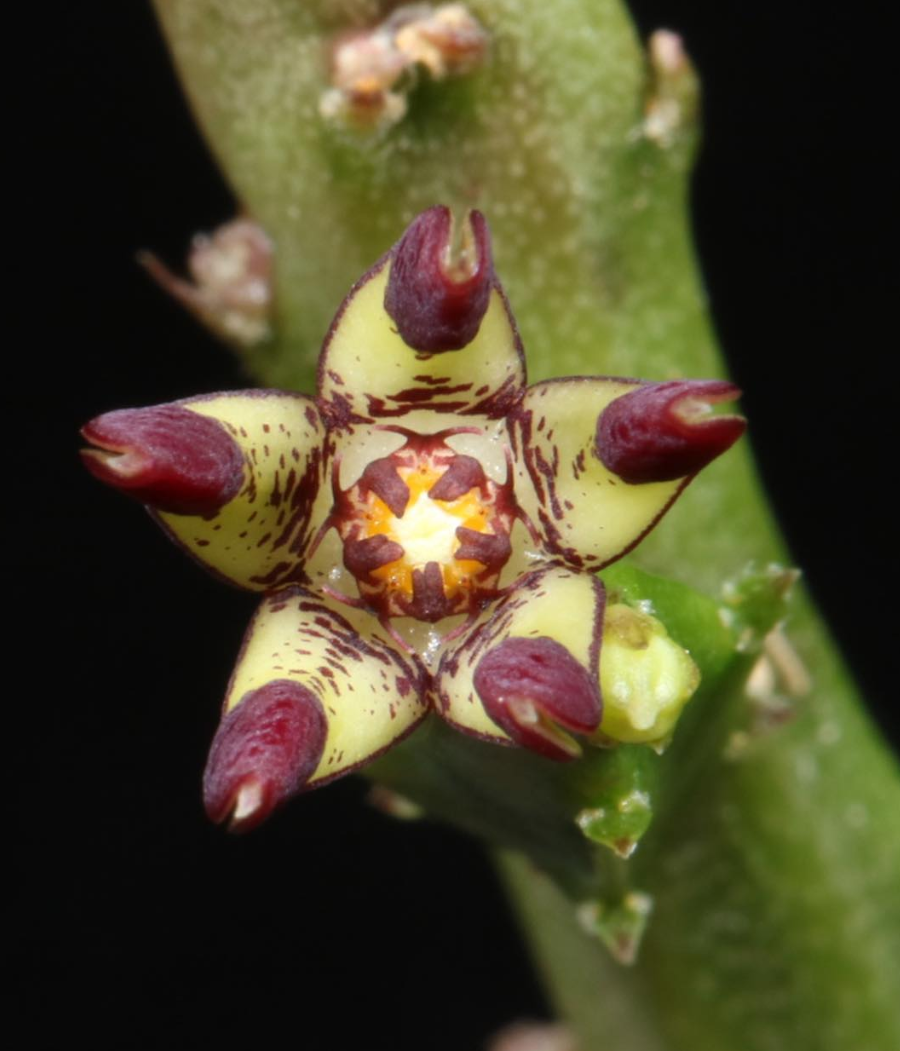 Caralluma adscendens var. bicolor 5 Pieces Seeds