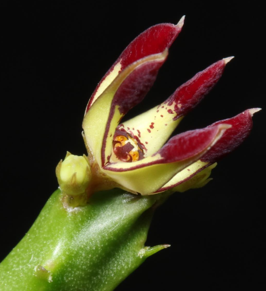 Caralluma adscendens var. bicolor 5 Pieces Seeds