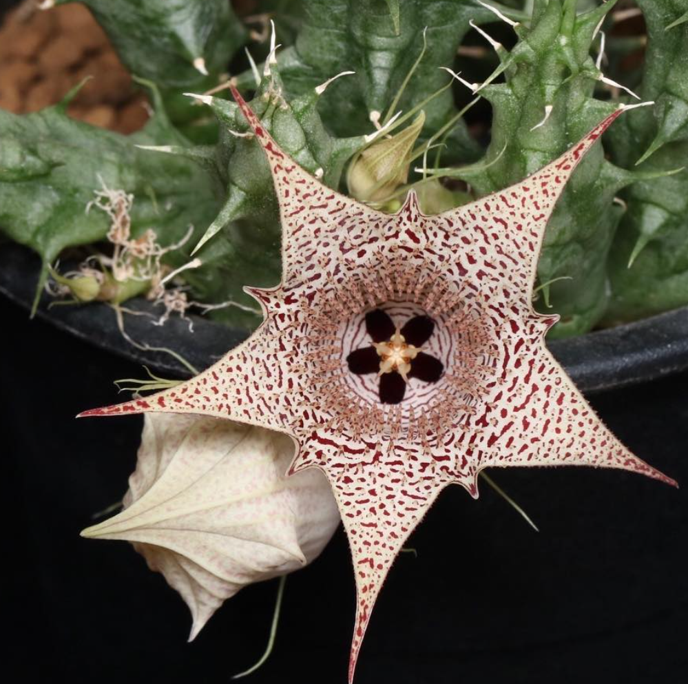 Huernia collenetteae 5 Pieces Seeds