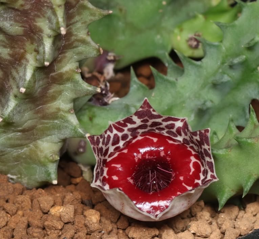 Huernia guttata ssp. reticulata 5 Pieces Seeds
