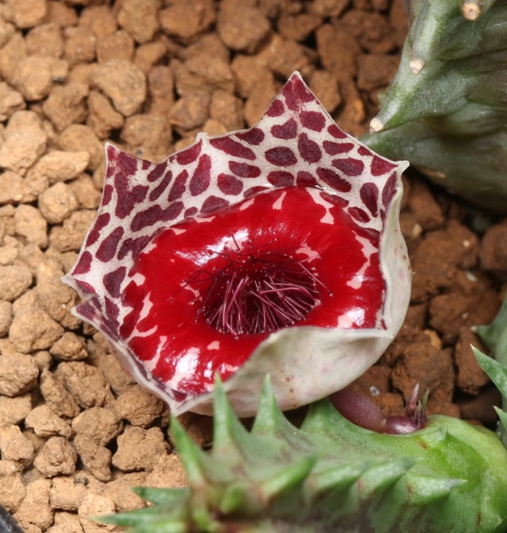 Huernia guttata ssp. reticulata 5 Pieces Seeds