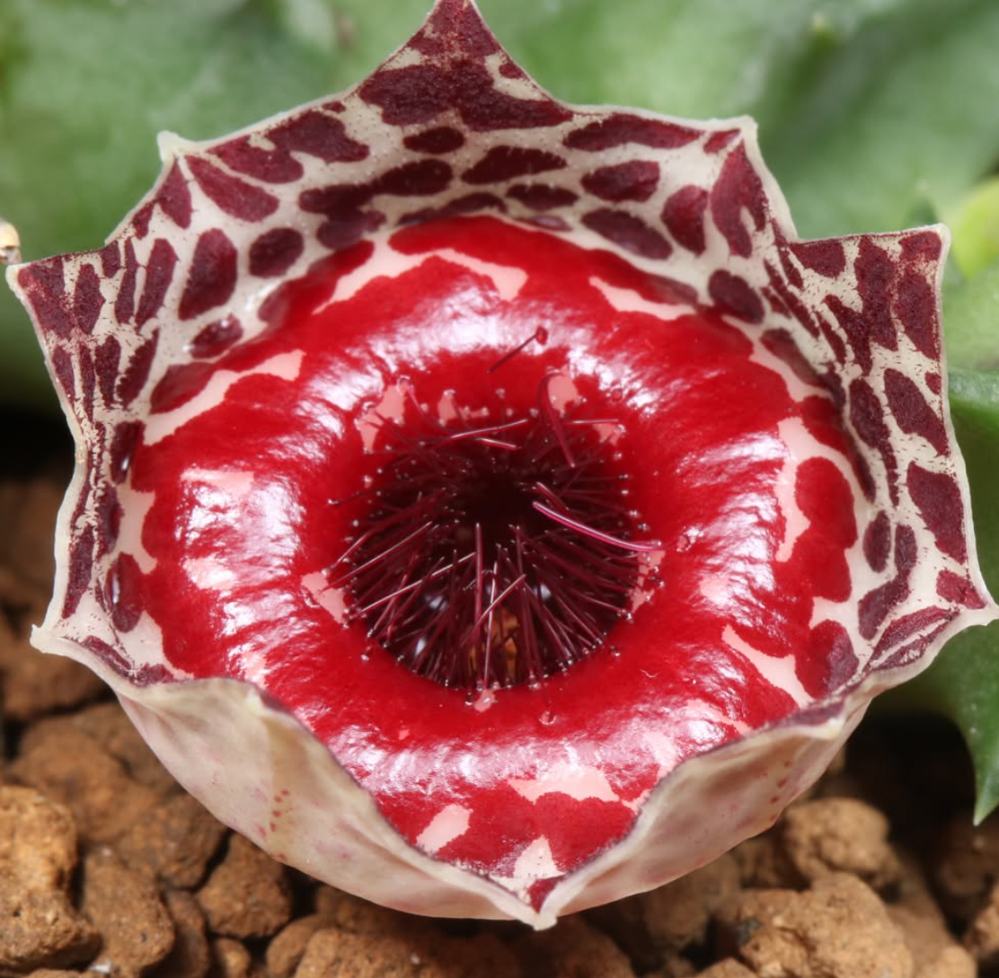 Huernia guttata ssp. reticulata 5 Pieces Seeds
