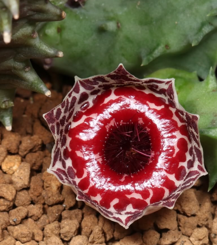 Huernia guttata ssp. reticulata 5 Pieces Seeds