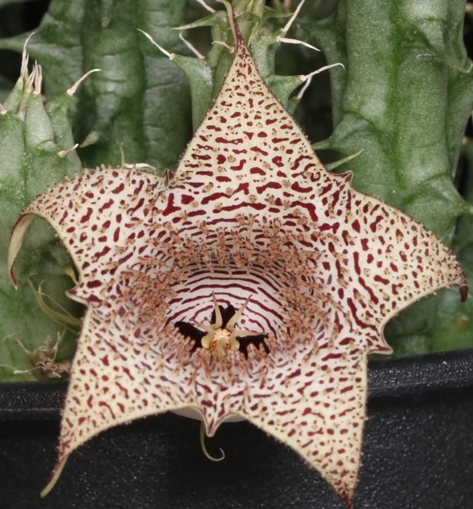 Huernia collenetteae 5 Pieces Seeds
