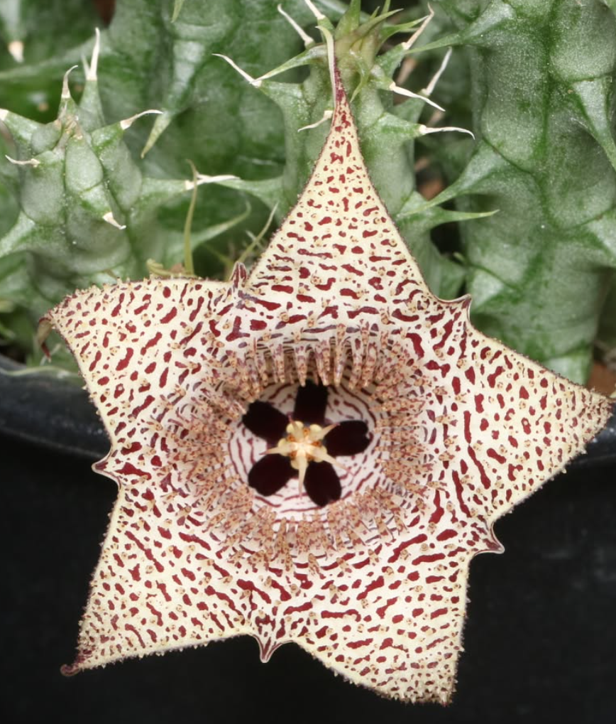 Huernia collenetteae 5 Pieces Seeds