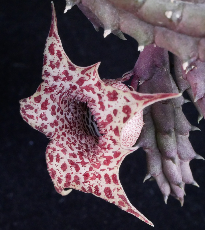 Huernia hislopii var. robusta 5 Pieces Seeds