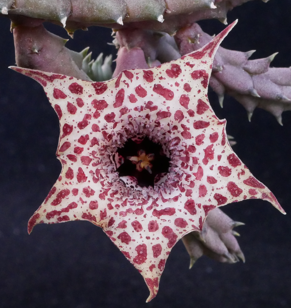 Huernia hislopii var. robusta 5 Pieces Seeds