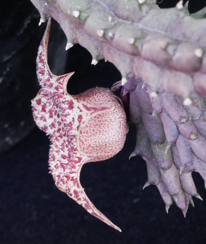 Huernia hislopii var. robusta 5 Pieces Seeds