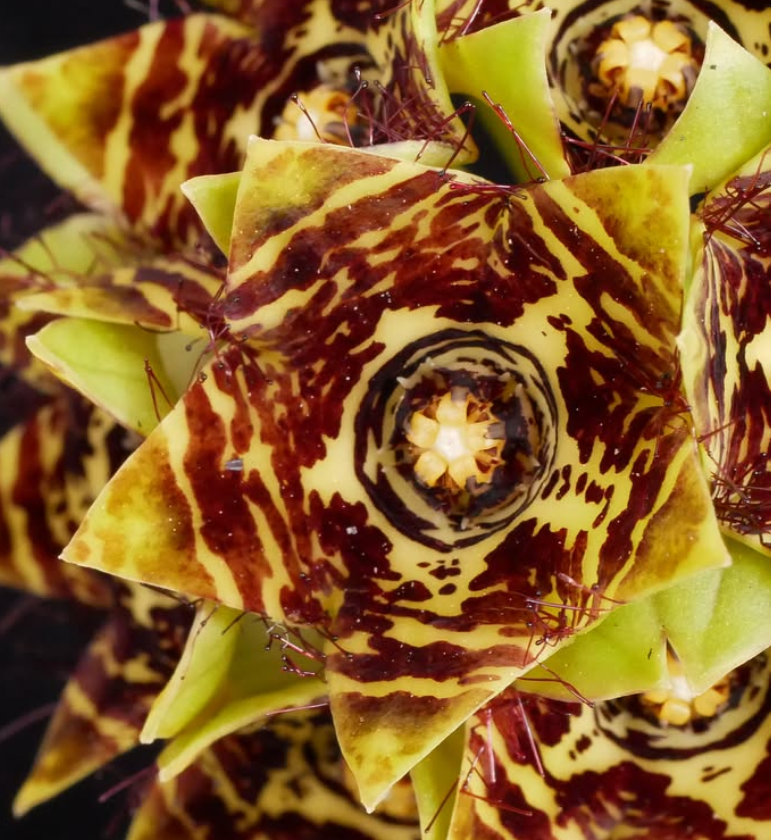 Caralluma crenulata hybrid 5 Pieces Seeds