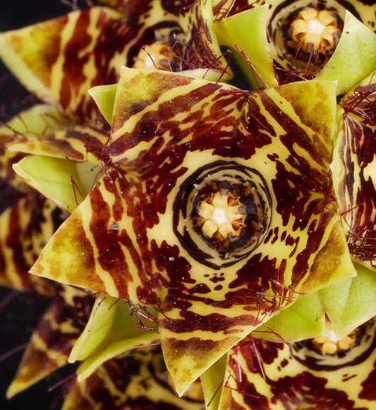 Caralluma crenulata hybrid 5 Pieces Seeds