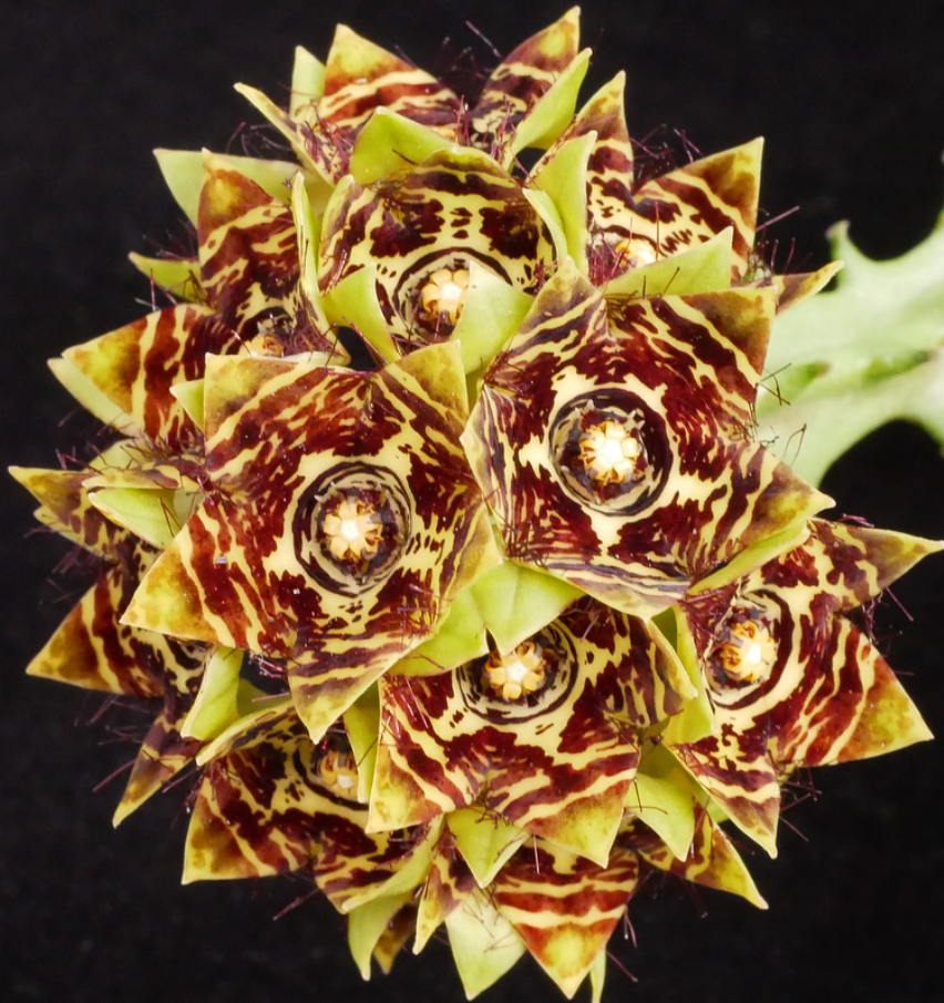 Caralluma crenulata hybrid 5 Pieces Seeds